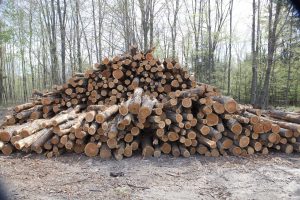 Firewood Log Pile